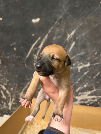 Outstanding Working-Bred Whippet Lurcher Puppies