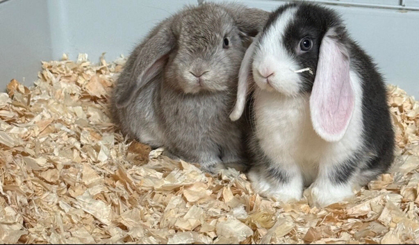 2 mini lops ready to leave now