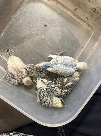 Budgie babies