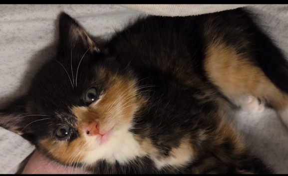Kitten for sale