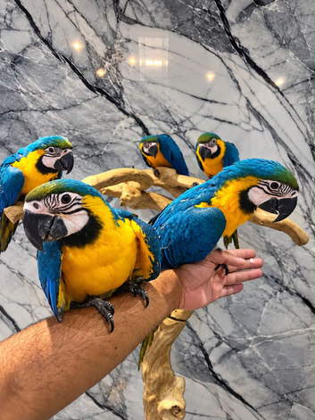 HandReared Baby Super Tame Cuddly Blue & Gold Macaw Parrot