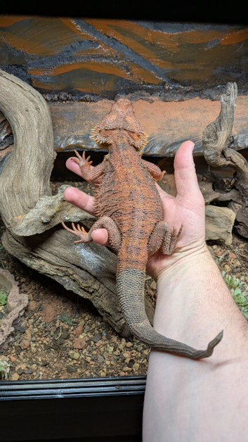 Red Male Bearded Dragon for sale