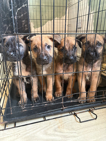 German Shepard x cane corso