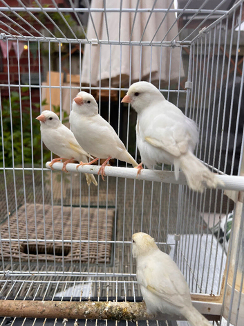 Last Few Top Quality Young Canaries for Sale &ndash; Proven Breeding Strain