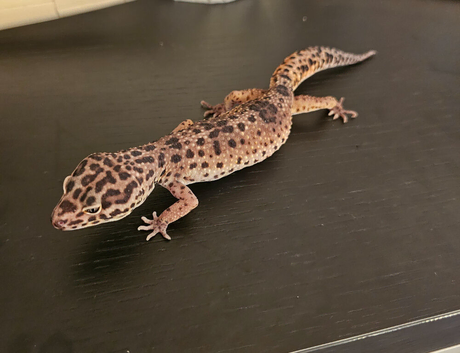 2 Female Leopard Geckos for Sale