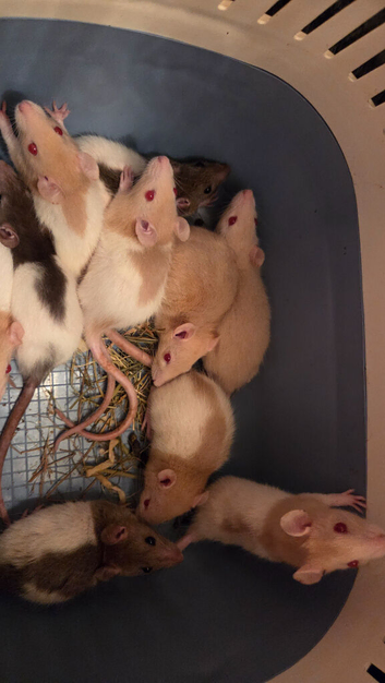 23 FEMALE RATS