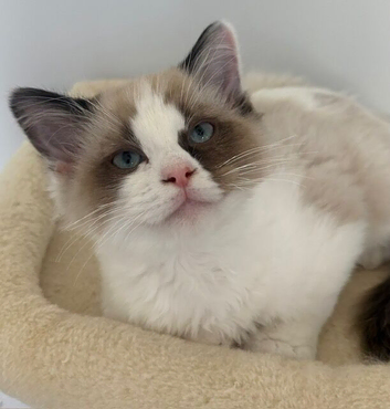 TICA Registered Ragdoll kittens x 2