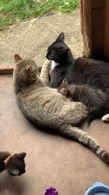 Kittens for sale