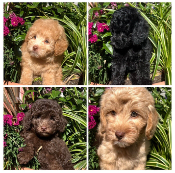 READY NOW!!!  Stunning Labradoodles (Miniature) From Health tested parents