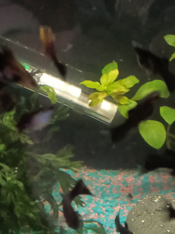 Molly's  for sale