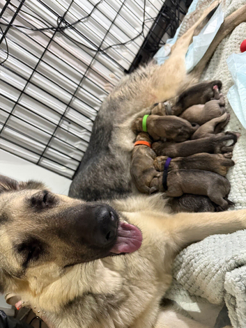 German shepherd x American bully