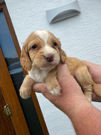 Cocker spaniel puppies
