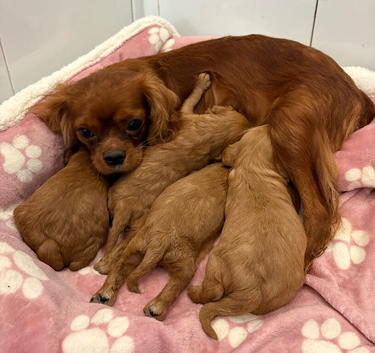 Cavapoo puppies F1