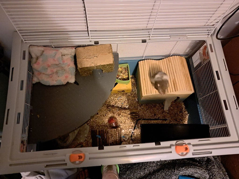 Female syrian hamster