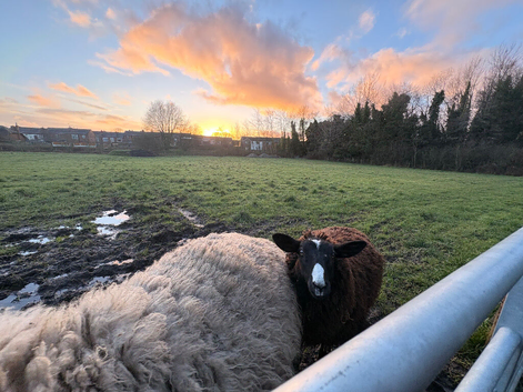 Pet/Breeding Sheep for sale