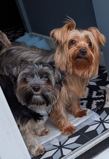 ANMACO KC Pedigree Toy & Miniature Pups