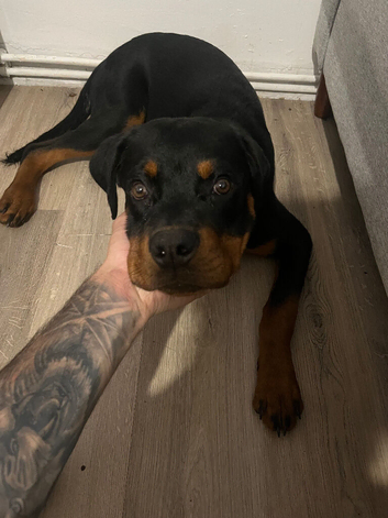 Rottweiler pup