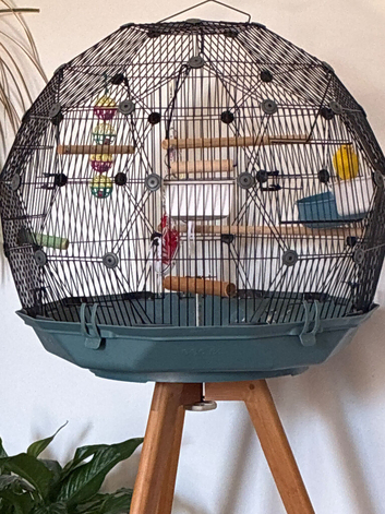 Canary & geo cage