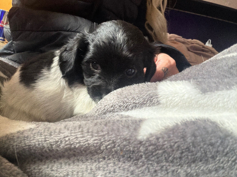 Chihuahua cross spaniel