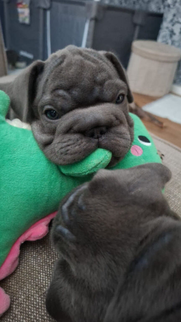 Beautiful French bulldogs for sale