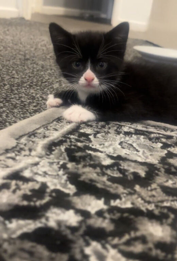 male kitten