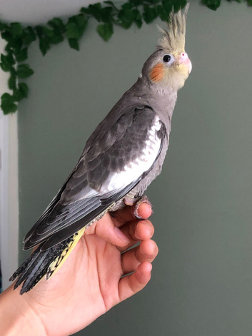 Hand reared super tame 8-week baby cockatiel
