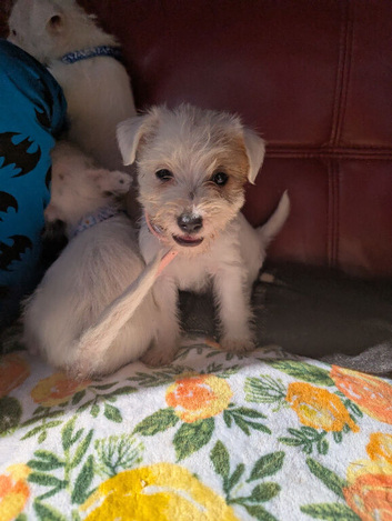 Terrier
