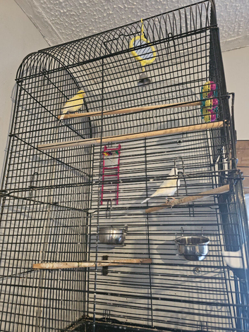 2 canary plus cage