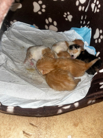 5 kittens in need of a forever home