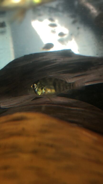 Tropical fish for sale roughly 3-4cm