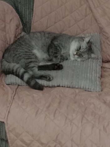 3 year old female bsh for sale