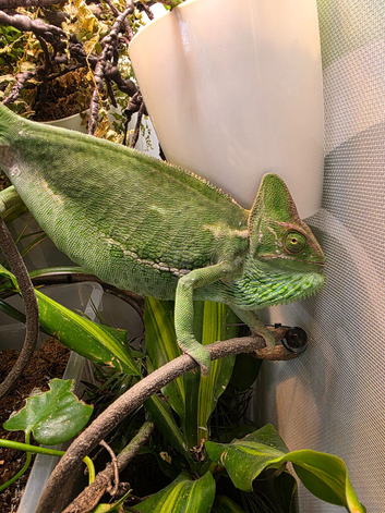 Female yemen chameleon full setup
