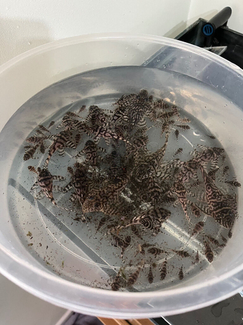 Super whites plecos (l236)