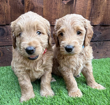 Sunning littler of Australian Double Doodles from Health screened parents