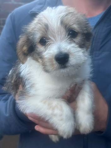 Puppies two boys