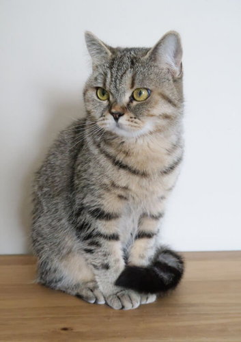 Stunning Active British Shorthair