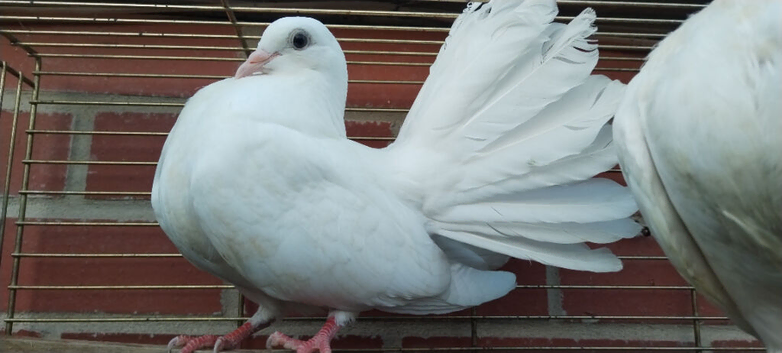 1 pr white fantails