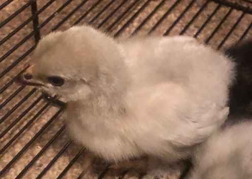 Pekin chicks