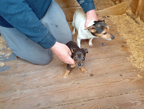 Jackrussel