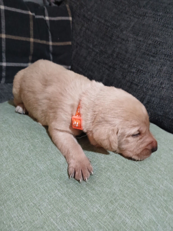 Puppies