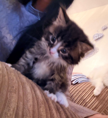 Mainecoon 1 boy kitten ready 10th April