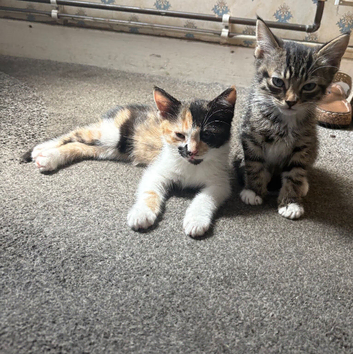 Female kittens for sale