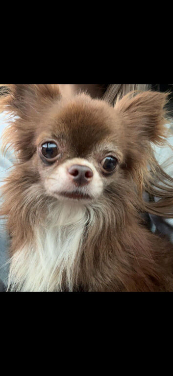 Tiny Long hair chocolate chihuahua STUD