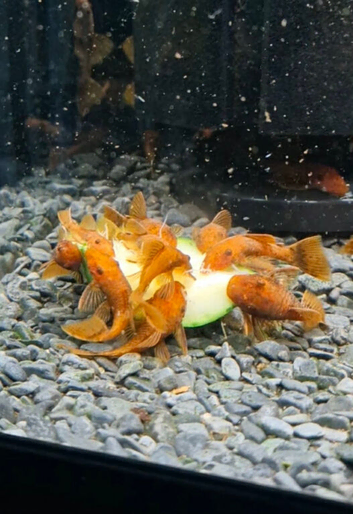 Super red x Calico Bristlenose pleco