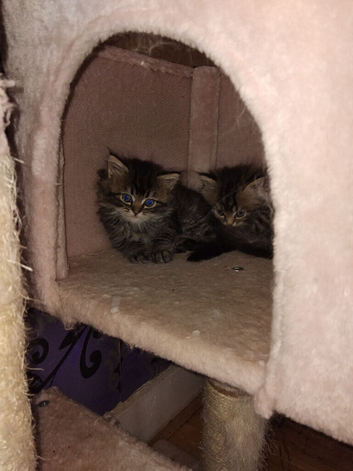 Fluffy tabby Persian ragdoll mixed kittens