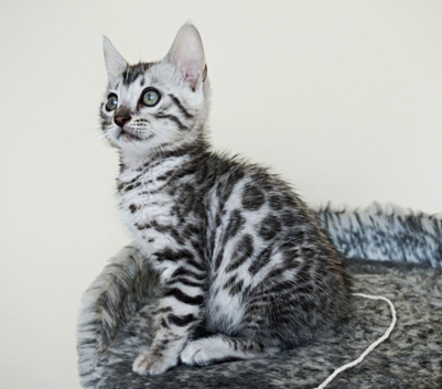 Ready Gorgeous Silver Black Rosette Bengal Kitten