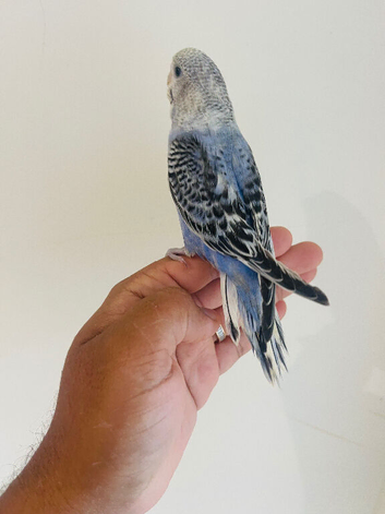 Hand reared budgies for sale