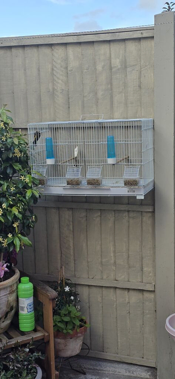 Goldfinch pair