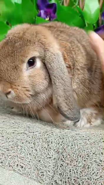 Last few mini lop left