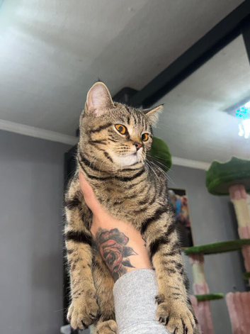 REDUCED!!! British shorthair female